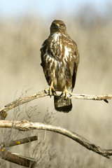 Common buzzard. Buteo buteo