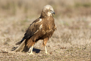 Young male of Western marsh harrier. Circus aeroginosus