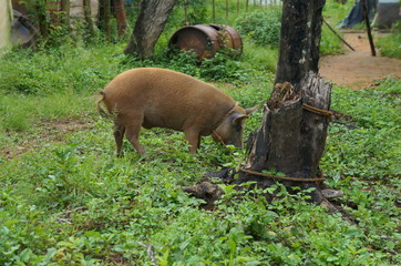 Haussschwein Kuba
