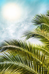 Fototapeta premium Tropical sun over palm or coconut tree leaves. Summer banner concept