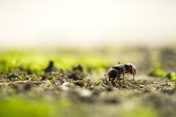 ant on the ground
