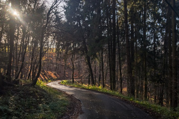 Letzte Sonnenstrahlen im Wald