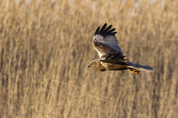 Adul male of Western marsh harrier. Circus aeroginosus