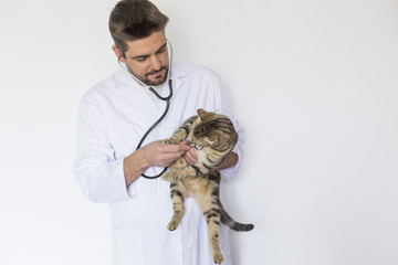 young veterinarian man examining a cute cat by using stethoscope, isolated on white background. Indoors