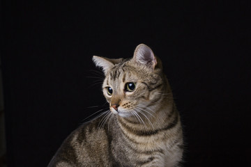 portrait of a young beautiful cat isolated on black background. He has brown and black fur and green eyes. Home or studio, indoors. Lifestyle.