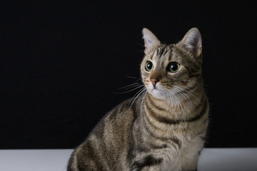 portrait of a young beautiful cat isolated on black background. He has brown and black fur and green eyes. Home or studio, indoors. Lifestyle.