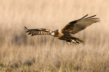 Young male of Western marsh harrier. Circus aeroginosus