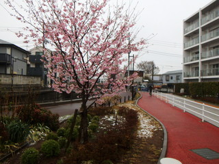 桜　悪天　降雪
