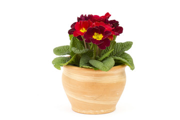Blossoming red primrose in a flower pot