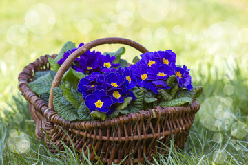 Blossoming purple primrose in a basket