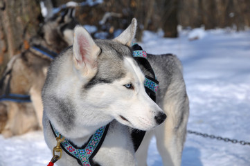 Husky dog close-up in a white snow background