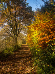 Naklejka premium Ostatnie promienie słońca w jesiennym lesie