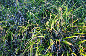 Plants: Miscanthus sinensis leaves shining bright in the deep winter sun