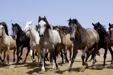 Obraz na płótnie Canvas caballos, manada,españoles