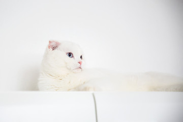 young white scottish fold cat with blue eyes  is lying on a white dresser