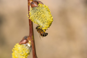 Fleißige Biene im Frühling auf Weide Hintergrund Natur