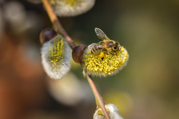 Süße kleine Biene mit gelben Pollen auf Weidenkätzchen im Frühling