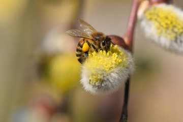 Süße Biene mit gelben Pollen auf Weidenkätzchen im Frühling