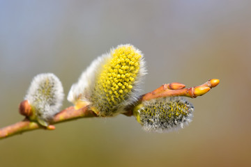 Zweig einer Weide mit blühenden Weidenkätzchen im Frühling