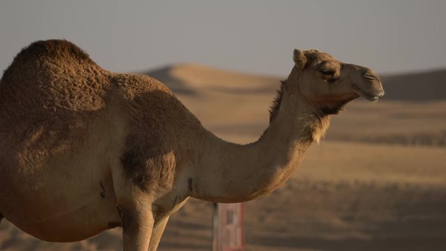 Camel in the desert 