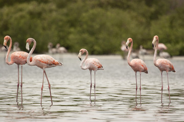 Fototapeta na wymiar American flamingos birds standing at Unare Lagoon wetland Venezuela
