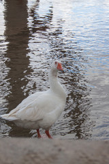 Obraz premium ducks on lake