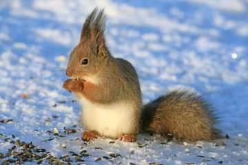 squirrel in winter park on white snow eating sunflower seeds