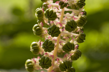 Green flower. Blossom. On the background with green herbs behind