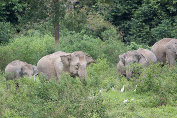 Asiatic Elephant is big five animal in