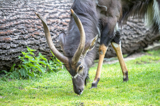 Adult male of Nyala in a Zoo, Berlin