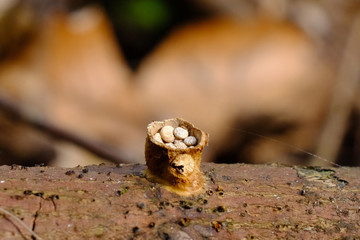 Grzyb nadrzewny kubecznik pospolity (Crucibulum laeve) © Iwona