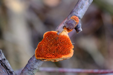 Grzyb nadrzewny gęstoporek cynobrowy (Pycnoporus cinnabarinus) © Iwona