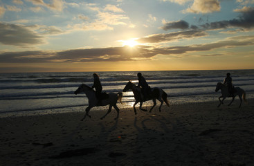 Silhouettes of horses on the beach of the ocean at sunset