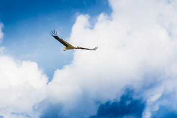 Flying stork in the blue sky