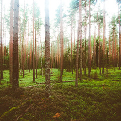 Wild trees in forest