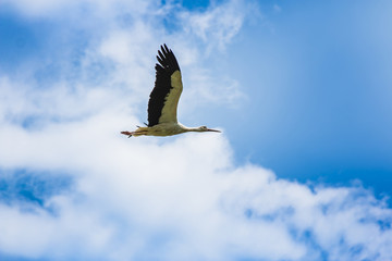 Flying stork in the blue sky