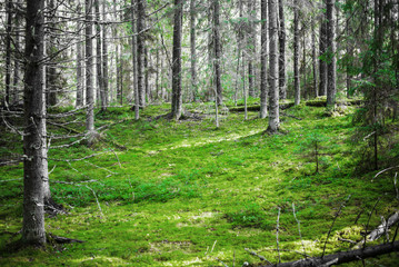 Clear wild forest summer panorama