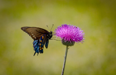 Pipevine Swallowtail