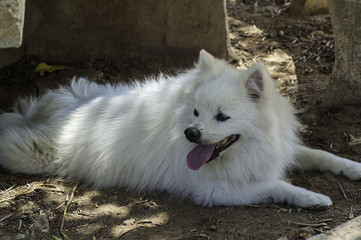 Obraz premium Spitz japones