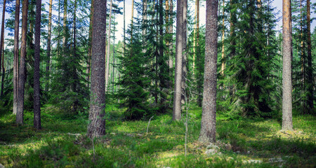 Fototapeta premium Summer forest jungle