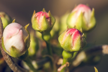 Macro of Pear buds in early spring ready to be opened