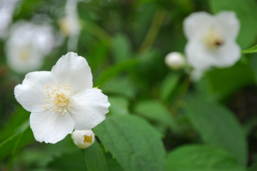 Obraz na płótnie Canvas White jasmine flowers in spring