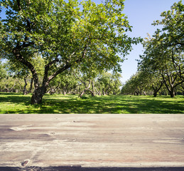 Park forest ecology background