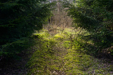 Pfad im deutschen Wald aus Fichten und Moosen.