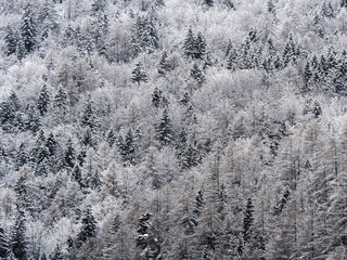 Snowy forest background texture