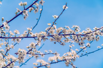 Fruit tree blossom