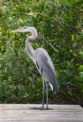 Great blue heron on dock against mangrove trees.