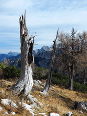 Alpine lightning damaged tree trunk