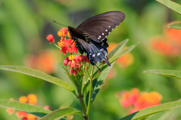 Pipevine Swallowtail Butterfly on Butterfly Weed