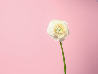 Beautiful ranunculus flower on color background